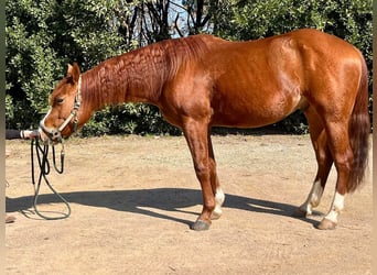 American Quarter Horse, Castrone, 3 Anni, 150 cm, Sauro