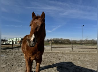 American Quarter Horse, Castrone, 3 Anni, 150 cm, Sauro