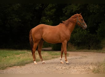 American Quarter Horse, Castrone, 3 Anni, 150 cm, Sauro