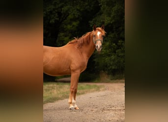 American Quarter Horse, Castrone, 3 Anni, 150 cm, Sauro
