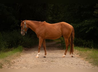 American Quarter Horse, Castrone, 3 Anni, 150 cm, Sauro