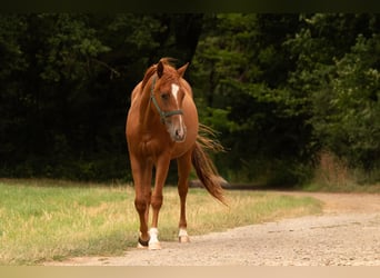 American Quarter Horse, Castrone, 3 Anni, 150 cm, Sauro