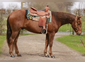 American Quarter Horse, Castrone, 3 Anni, 150 cm, Sauro scuro