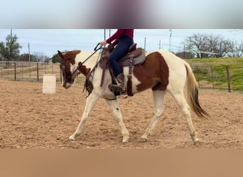 American Quarter Horse, Castrone, 3 Anni, 150 cm, Tobiano-tutti i colori