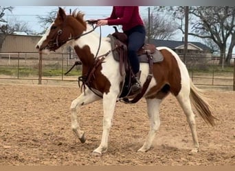 American Quarter Horse, Castrone, 3 Anni, 150 cm, Tobiano-tutti i colori