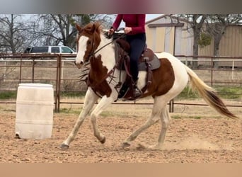 American Quarter Horse, Castrone, 3 Anni, 150 cm, Tobiano-tutti i colori