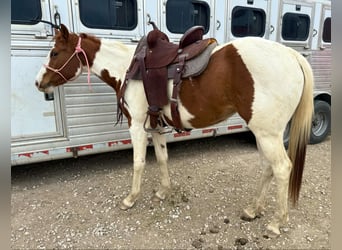 American Quarter Horse, Castrone, 3 Anni, 150 cm, Tobiano-tutti i colori