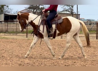 American Quarter Horse, Castrone, 3 Anni, 150 cm, Tobiano-tutti i colori