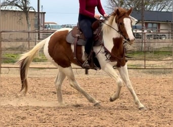 American Quarter Horse, Castrone, 3 Anni, 150 cm, Tobiano-tutti i colori