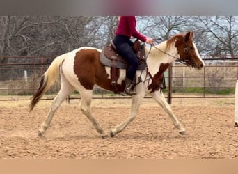 American Quarter Horse, Castrone, 3 Anni, 150 cm, Tobiano-tutti i colori