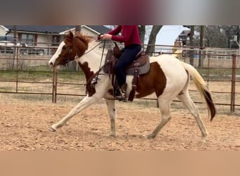 American Quarter Horse, Castrone, 3 Anni, 150 cm, Tobiano-tutti i colori