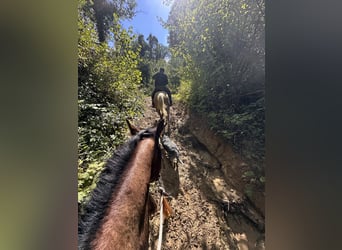 American Quarter Horse, Castrone, 3 Anni, 151 cm, Baio