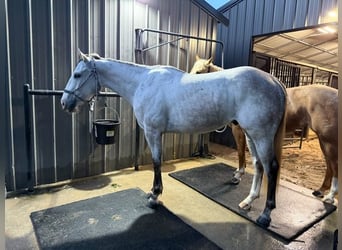 American Quarter Horse, Castrone, 3 Anni, 151 cm, Grigio