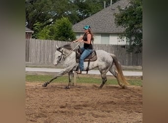 American Quarter Horse, Castrone, 3 Anni, 151 cm, Grigio