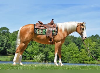 American Quarter Horse, Castrone, 3 Anni, 151 cm, Pezzato