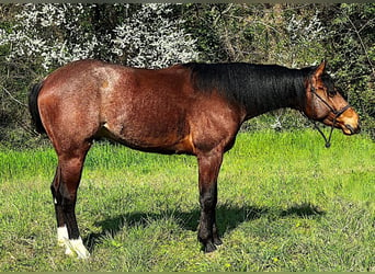 American Quarter Horse, Castrone, 3 Anni, 151 cm, Rabicano