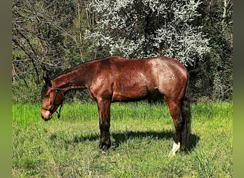 American Quarter Horse, Castrone, 3 Anni, 151 cm, Rabicano