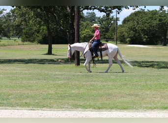 American Quarter Horse, Castrone, 3 Anni, 152 cm, Bianco