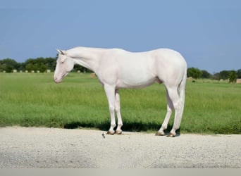 American Quarter Horse, Castrone, 3 Anni, 152 cm, Bianco