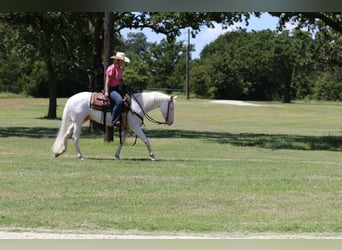 American Quarter Horse, Castrone, 3 Anni, 152 cm, Bianco