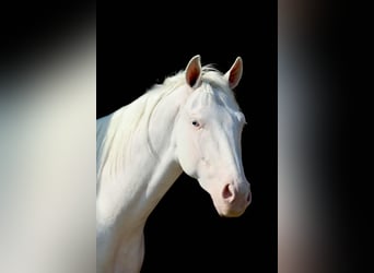 American Quarter Horse, Castrone, 3 Anni, 152 cm, Bianco