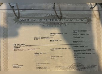American Quarter Horse, Castrone, 3 Anni, 152 cm, Bianco