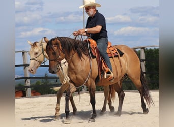 American Quarter Horse, Castrone, 3 Anni, 152 cm, Champagne