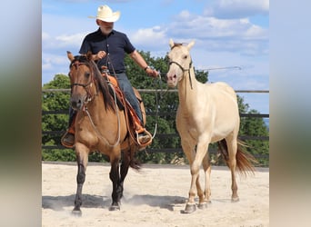 American Quarter Horse, Castrone, 3 Anni, 152 cm, Champagne