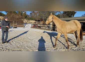 American Quarter Horse, Castrone, 3 Anni, 152 cm, Champagne