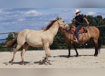 American Quarter Horse, Castrone, 3 Anni, 152 cm, Champagne