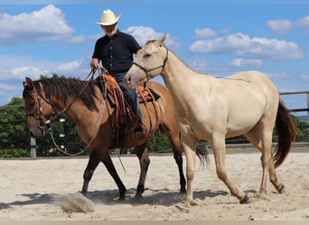 American Quarter Horse, Castrone, 3 Anni, 152 cm, Champagne