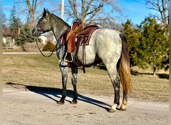 American Quarter Horse, Castrone, 3 Anni, 152 cm, Grigio