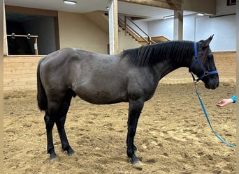 American Quarter Horse Mix, Castrone, 3 Anni, 152 cm, Grullo