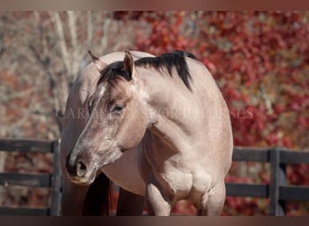 American Quarter Horse, Castrone, 3 Anni, 152 cm, Grullo