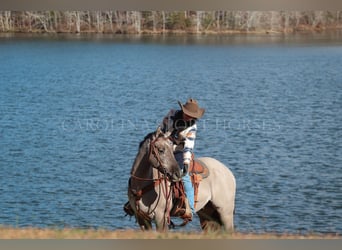 American Quarter Horse, Castrone, 3 Anni, 152 cm, Grullo