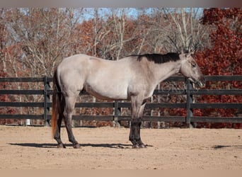 American Quarter Horse, Castrone, 3 Anni, 152 cm, Grullo