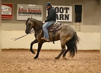 American Quarter Horse, Castrone, 3 Anni, 152 cm, Grullo