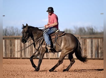 American Quarter Horse, Castrone, 3 Anni, 152 cm, Grullo