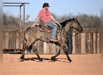 American Quarter Horse, Castrone, 3 Anni, 152 cm, Grullo