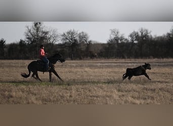 American Quarter Horse, Castrone, 3 Anni, 152 cm, Grullo