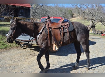 American Quarter Horse Mix, Castrone, 3 Anni, 152 cm, Morello