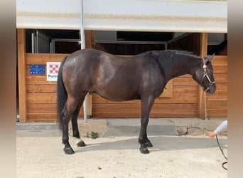 American Quarter Horse, Castrone, 3 Anni, 152 cm, Morello