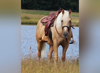 American Quarter Horse Mix, Castrone, 3 Anni, 152 cm, Palomino
