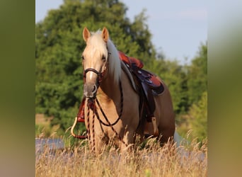 American Quarter Horse Mix, Castrone, 3 Anni, 152 cm, Palomino