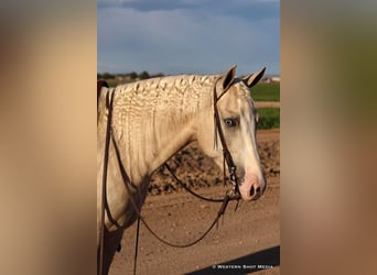 American Quarter Horse, Castrone, 3 Anni, 152 cm, Palomino