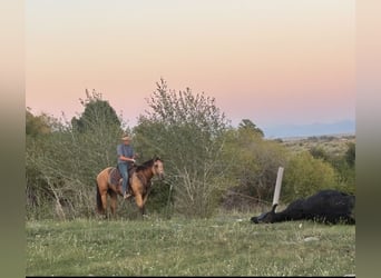 American Quarter Horse, Castrone, 3 Anni, 152 cm, Pelle di daino