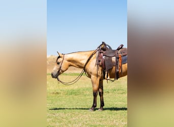 American Quarter Horse, Castrone, 3 Anni, 152 cm, Pelle di daino