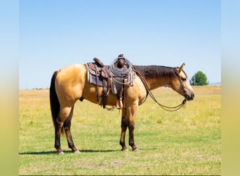American Quarter Horse, Castrone, 3 Anni, 152 cm, Pelle di daino