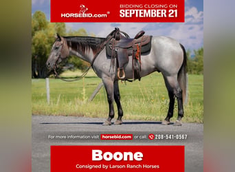 American Quarter Horse, Castrone, 3 Anni, 152 cm, Roano blu