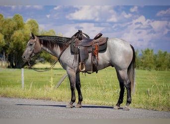 American Quarter Horse, Castrone, 3 Anni, 152 cm, Roano blu